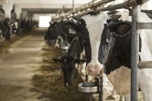 В Брянском районе растёт производство молока