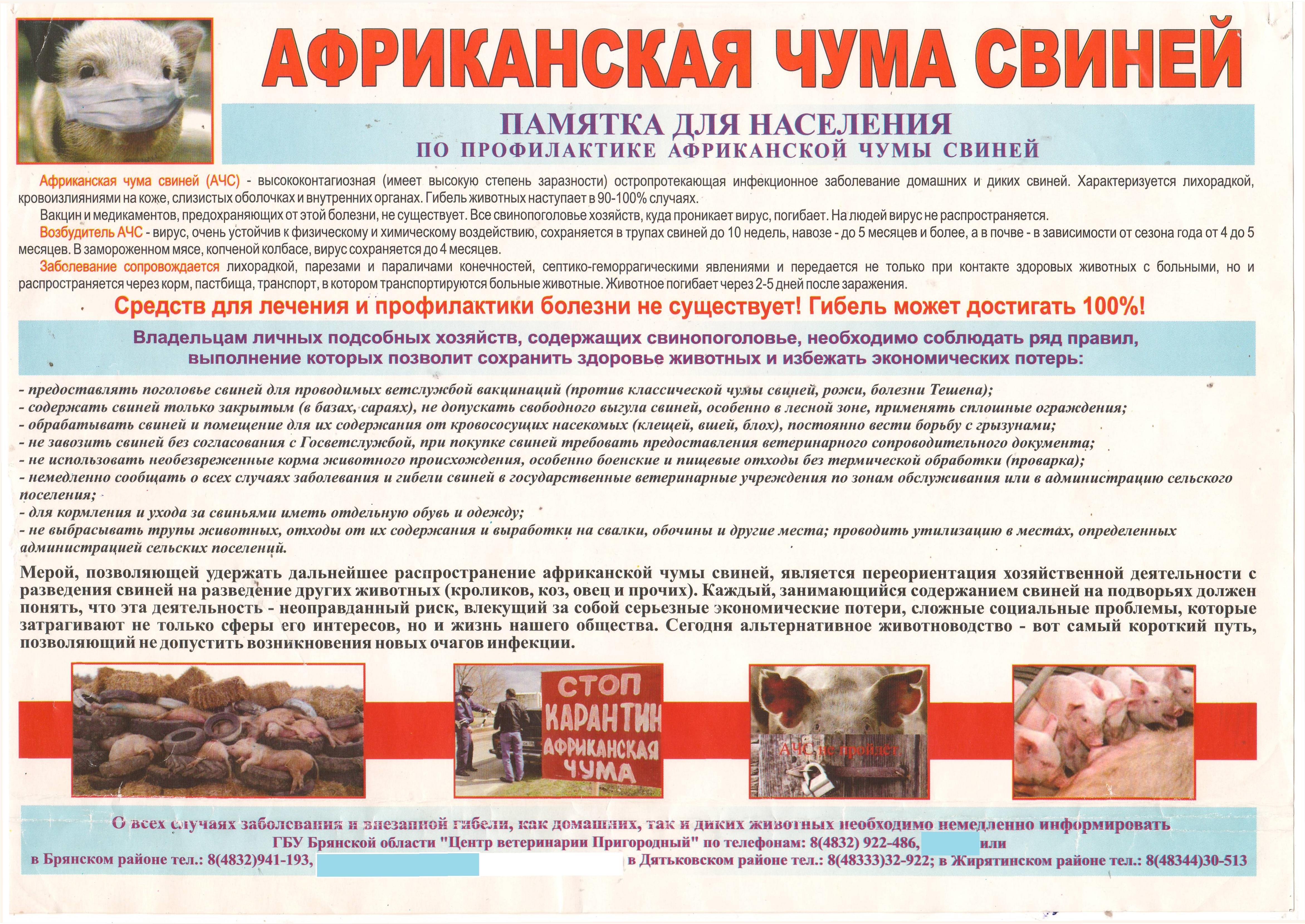 Как выглядит африканская чума у свиней
